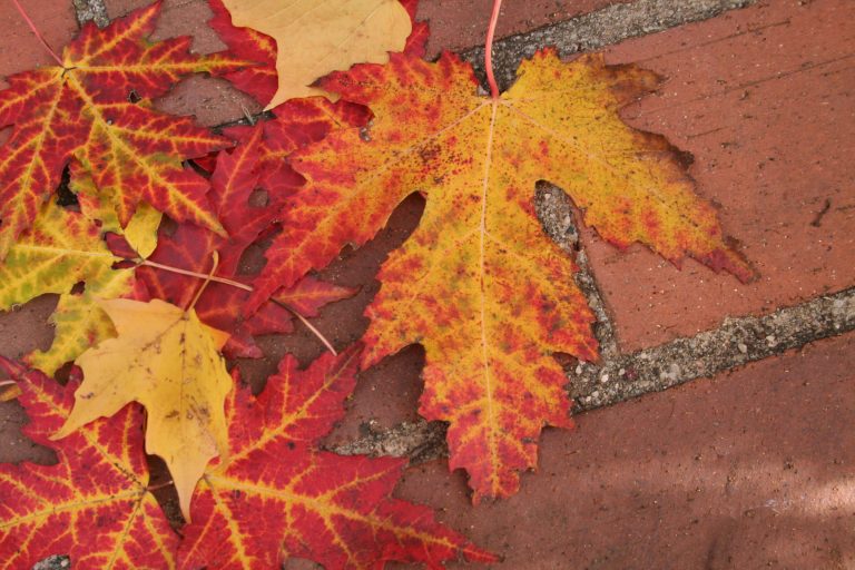 Scattered autumn leaves in vibrant red, orange, and yellow hues rest on a rustic brick surface, evoking a warm and serene fall atmosphere.