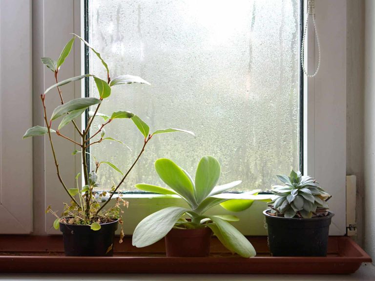 Three small potted plants sit on a windowsill against a foggy glass pane. The scene feels peaceful, with soft natural light filtering through.