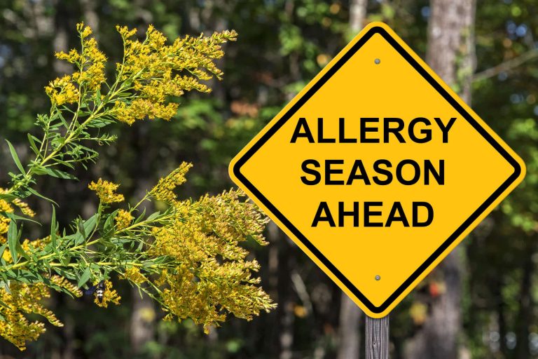 Yellow diamond sign with "Allergy Season Ahead" written on it, next to blooming goldenrod plant. Background shows dense, blurred trees, indicating nature setting.