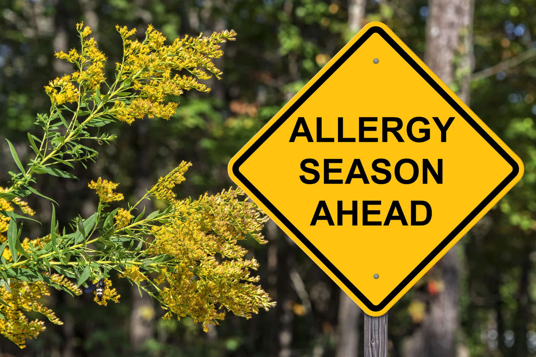 Yellow diamond sign with "Allergy Season Ahead" written on it, next to blooming goldenrod plant. Background shows dense, blurred trees, indicating nature setting.